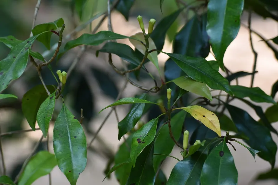 Krustnagliņu augļi garšvielu plantācijā