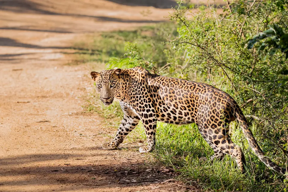 Leopards Jalas nacionālajā parkā