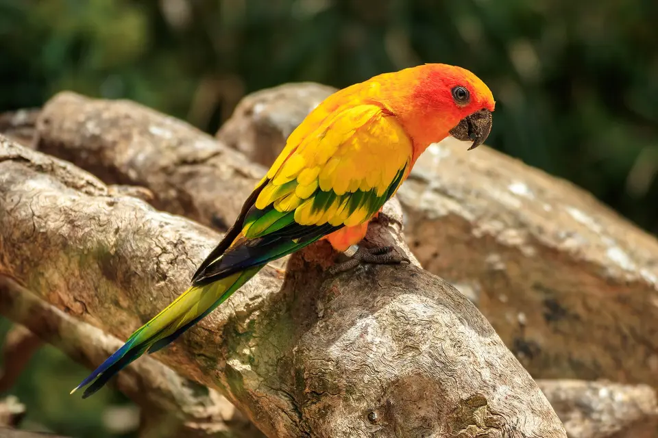 Dzeltenoranžs papagailis Loro Parque zooloģiskajā dārzā