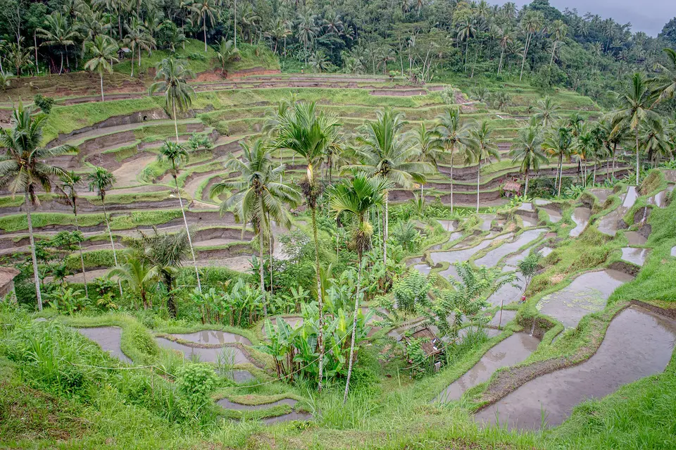 Tegallalangas rīsu terases Bali salā